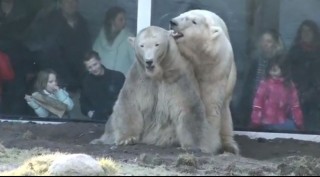 Tavaszi jegesmedvék (jegesmedve, állatkert, párzás, )