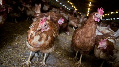 Tyúkfarm (tyúk, tojás)