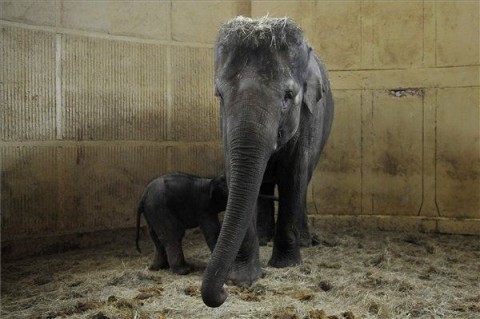 elefánt (kiselefánt, állatkert)