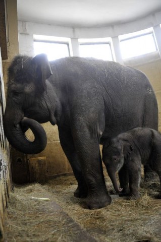 elefántbébi az anyjával (elefánt, elefántbébi, )