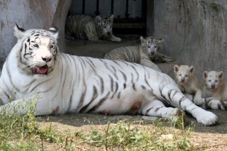 fehér tigrisek (fehér tigris, tigriskölyök, )