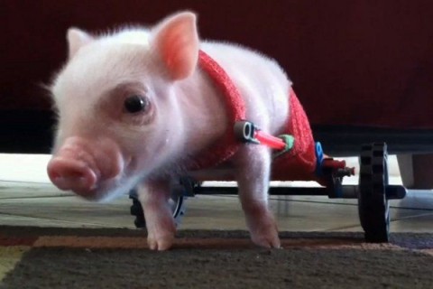 malac (malac, napi cuki, )