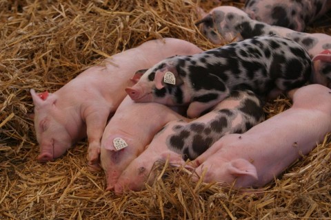 malacok (sertés, disznó, )