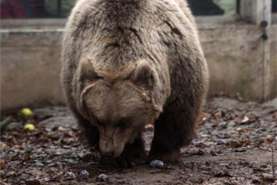 medve (medveárnyék-észlelés az állatkertben)