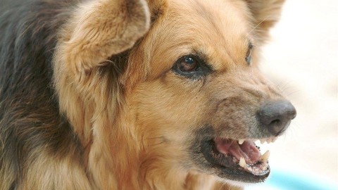 merges-kutya(960x640).jpg (kutya)