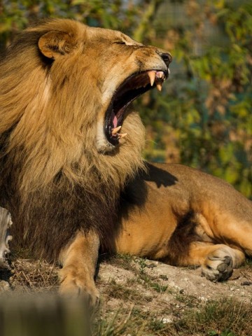 oroszlan(210x140)(1).jpg (oroszlán, )