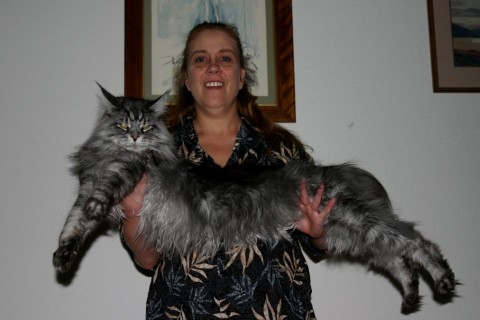 stewie cica a leghosszabb (a leghosszabb cica)