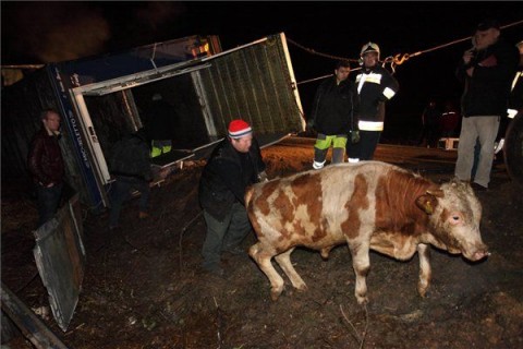 szarvasmarha (szarvasmarha, kamionbaleset, )