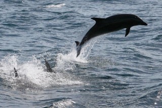 Delfin (delfin, tenger, )