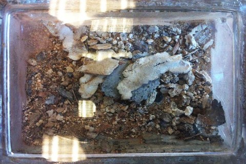 III Richárd szíve (Szív, III. Richárd)