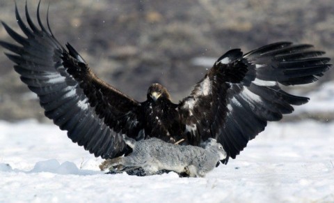 Szirti sas (szirti sas, )