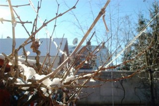 Teli-napsutes-Szegeden(960x640).jpg (Téli napsütés Szegeden)