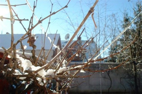 Teli-napsutes-Szegeden(960x640).jpg (Téli napsütés Szegeden)