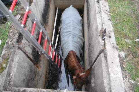 aknába esett ló (aknába esett ló, )