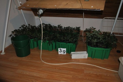 cannabis(210x140)(1).jpg (cannabis, marihuána, )