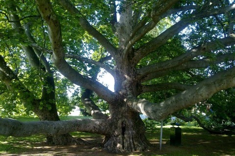 év fája, egri platánfa (év fája 2013, egri platánfa, )