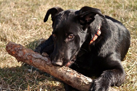 fekete kutya (fekete kutya, )