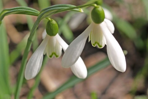 hovirag(210x140)(2).jpg (hóvirág)