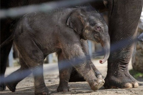 kiselefánt (elefántbébi, )