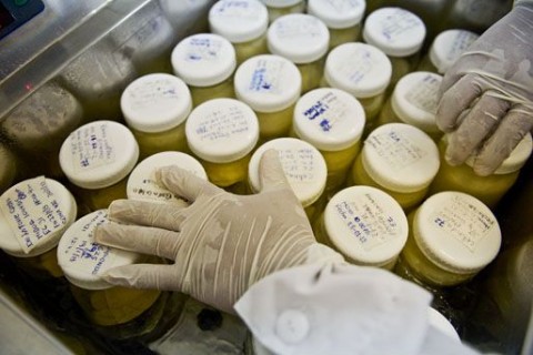 labor (labor, anyatej, )