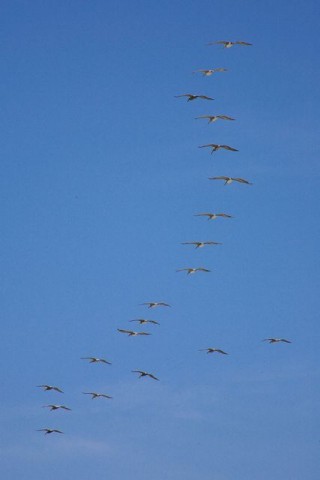 madar(960x640)(1).jpg (madár)