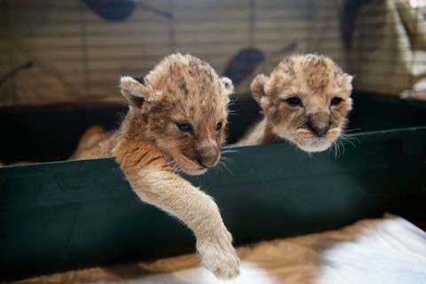 oroszlán kölykök (oroszlán kölykök)