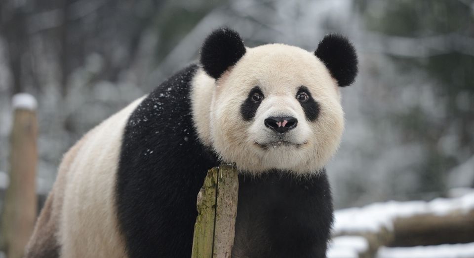 panda (panda, állat, )
