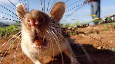 patkány (patkány, )