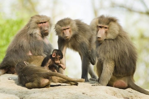 pávián (pávián, )