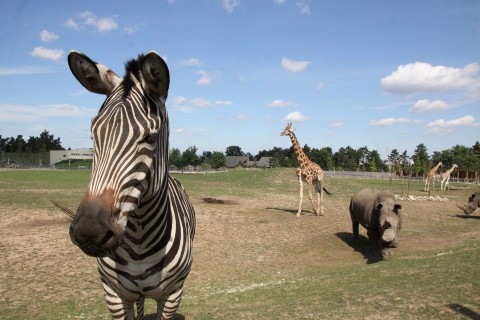 szavanna (szavanna, )