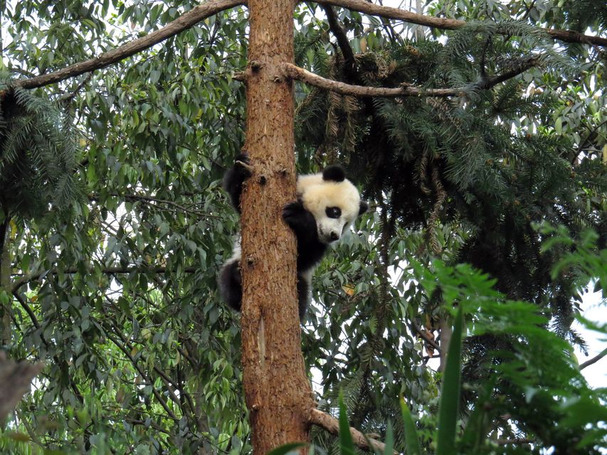 A Panda fel van mászva a fára (panda, fa, földrengés, kína, )