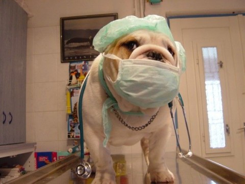 Állatorvosi rendelő (Állatorvosi rendelő)