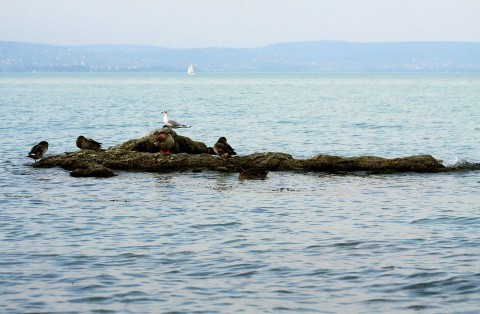 Balaton (balaton)