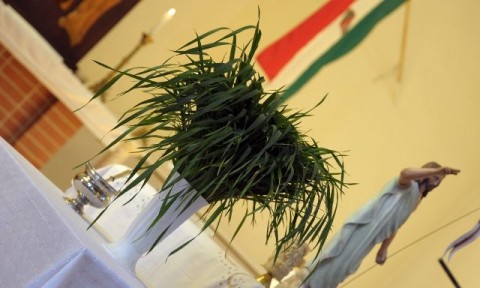 Búzaáldás Szegeden (Búzaáldás Szegeden)