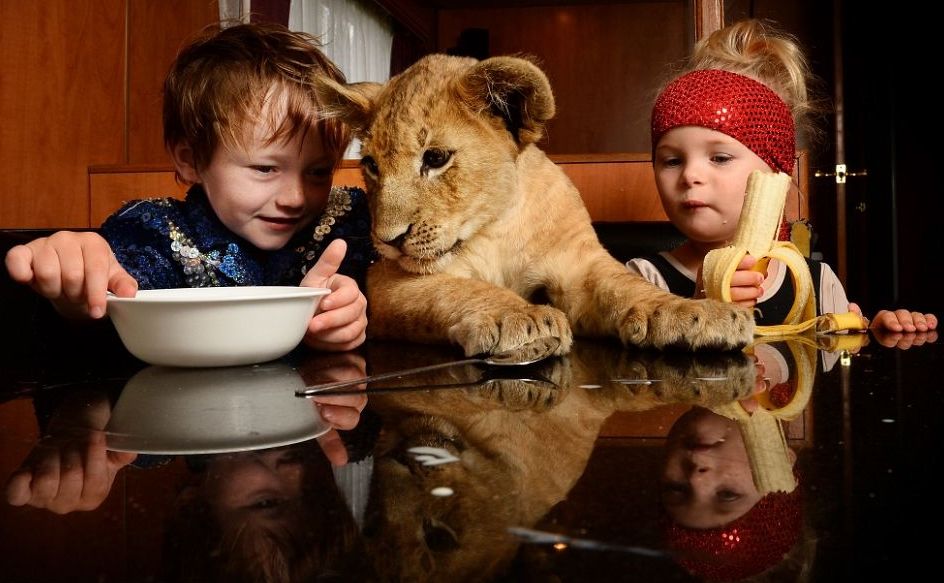 Egy kisfiú és az oroszlánja (oroszlán, cirkusz)