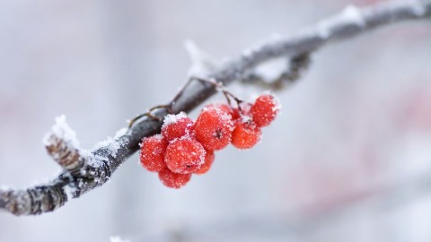 Fagykár (fagy, hideg, jég,)