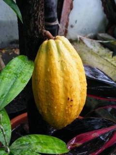 Kakaófa termése (Kakaófa termése)