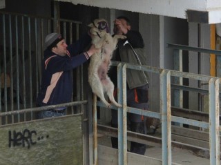 Kutyák mentése az árvízből Szegeden (Kutyák mentése az árvízből Szegeden)