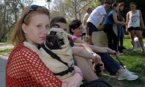 Kutyák találkozója Szegeden (Kutyák találkozója Szegeden)