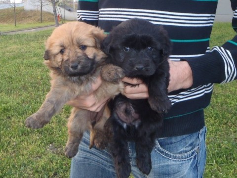 Megmentett kiskutyák Szegeden (Megmentett kiskutyák Szegeden)