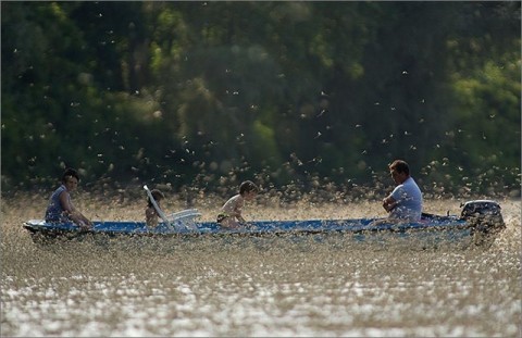 Tiszavirágzás (Tiszavirágzás)