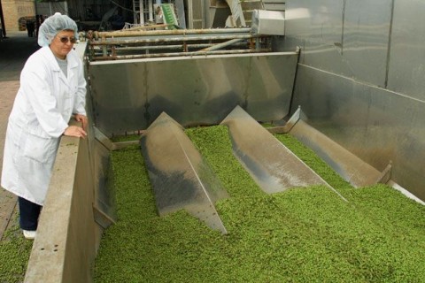 borso(960x640)(1).jpg (borsó)