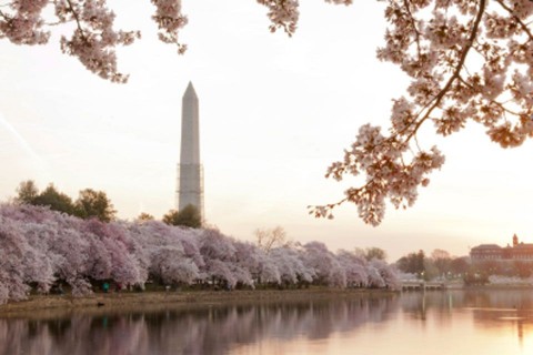 cseresznyefa (cseresznyefa)