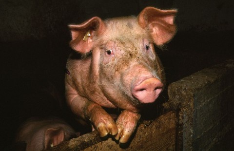 diszno(960x640)(8).jpg (disznó)