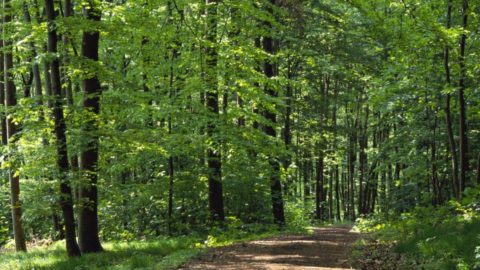 erdo(210x140)(2).jpg (erdő, fák, erdei út)