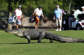 golfozott az aligátor (aligátor, golf)