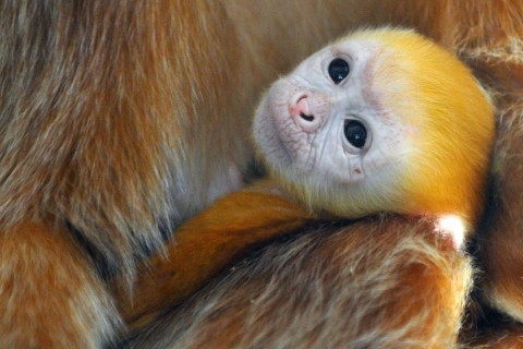jávai langur (jávai langur)