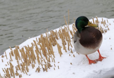 kacsa (kacsa, vadkacsa, )