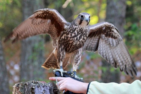 kerecsensólyom (kerecsensólyom, )