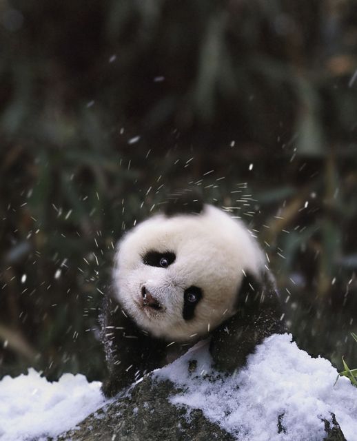 kicsi panda (panda, kölyök, )